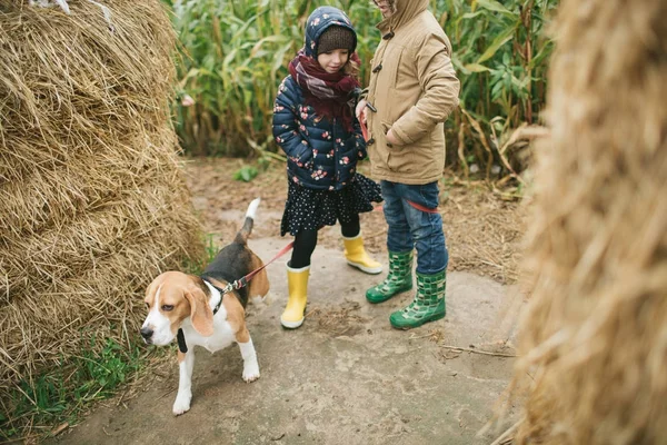 Brothers and sister with beagle on corn field with beagle