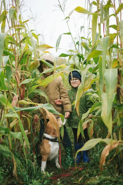 Zwei kleine Brüder mit Beagle im Maisfeld — Stockfoto