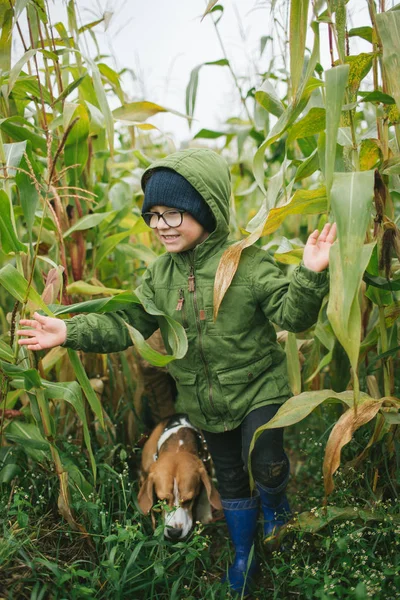 Kleiner Junge in Brille mit niedlichem Beagle im Kornfeld — Stockfoto