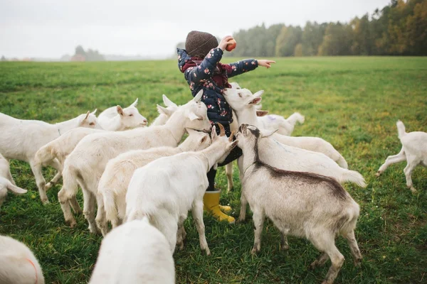 Crianças brincando com cabras na fazenda de queijo ao ar livre — Fotografia de Stock