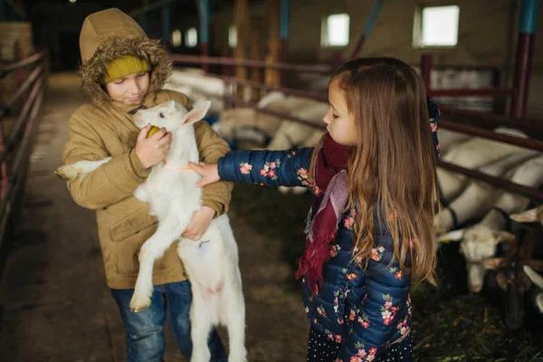 Niño pequeño con hermana abrazando cabra en granja de queso de cabra — Foto de Stock