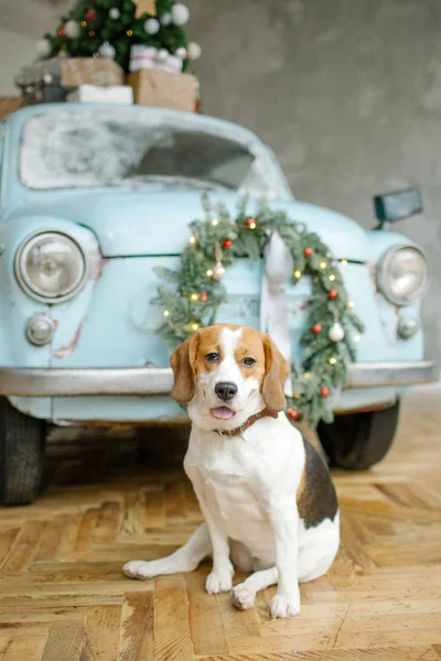 Beagle köpek Noel ağacı ile retro araba önünde — Stok fotoğraf