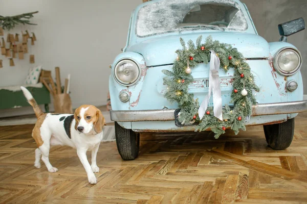 Beagle-Welpe vor Retro-Auto mit Weihnachtsbaum — Stockfoto