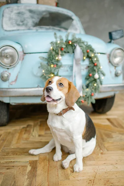 Beagle-Welpe vor Retro-Auto mit Weihnachtsbaum — Stockfoto