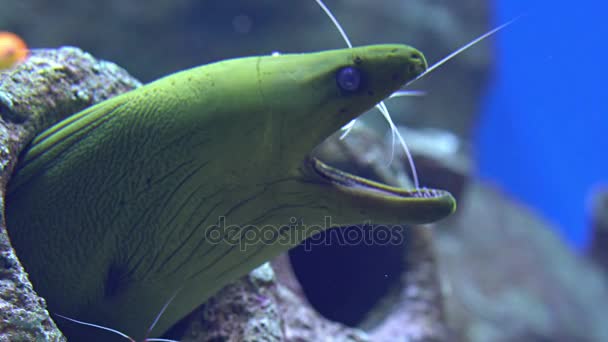 Cleaner shrimp cleans mouth of moray — Stock Video