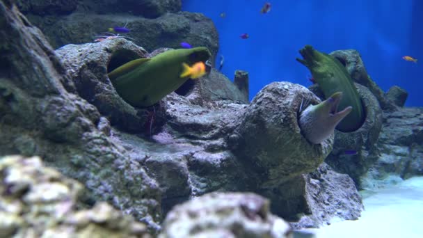 Enguias moray e limpadores de camarão — Vídeo de Stock