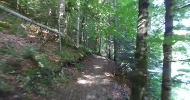 Стежка в лісі навколо озера — стокове відео