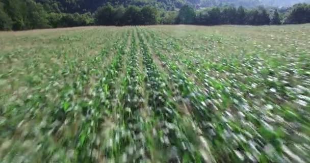 Повітряний вид на кукурудзяне поле — стокове відео