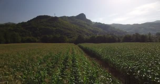 Luchtfoto van maïsveld — Stockvideo