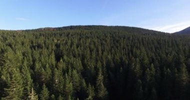 Karadağ'daki siyah lake yakınındaki çam ormanının havadan görünümü