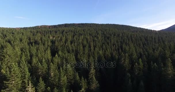 Widok z lotu ptaka świerkowego lasu w pobliżu jeziora czarnego w Czarnogórze — Wideo stockowe
