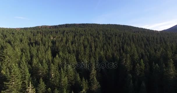 Luchtfoto van vuren bos in de buurt van Black lake in Montenegro — Stockvideo