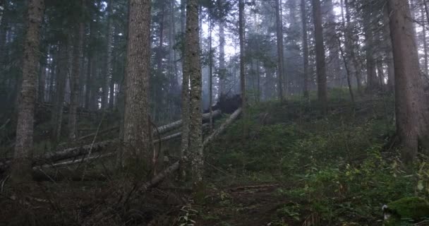 Egy misztikus erdőben a köd — Stock videók