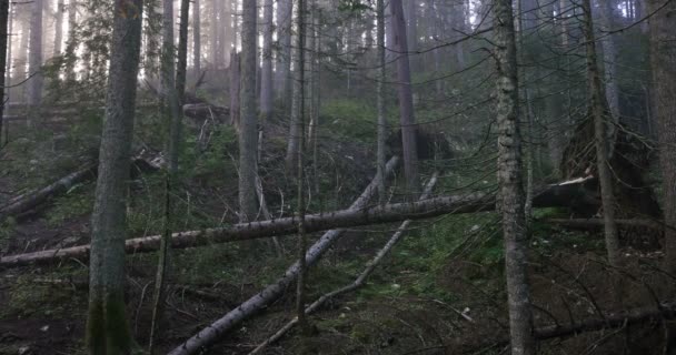 Une forêt mystique avec du brouillard 