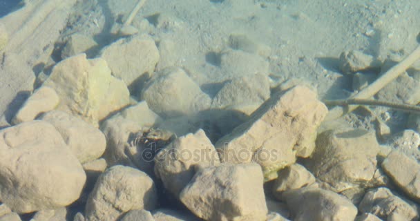 Paseando cangrejos de río bajo el agua por la mañana — Vídeos de Stock