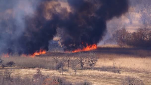 Un feu qui se déplace rapidement sur un champ d'herbe sèche — Video