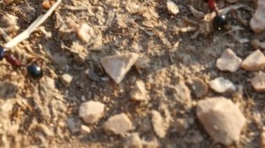 karınca yuvası akşam yaygara