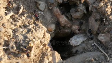 karınca yuvası akşam yaygara