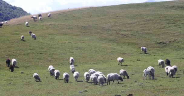 Stádo ovcí na zelené trávě — Stock video