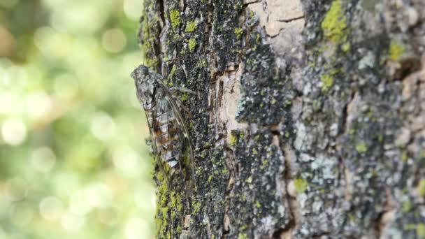 Böcek ağustosböceği ağaç üzerinde yakın — Stok video