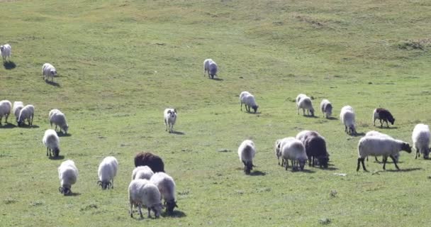 Стадо овец на зеленой траве — стоковое видео