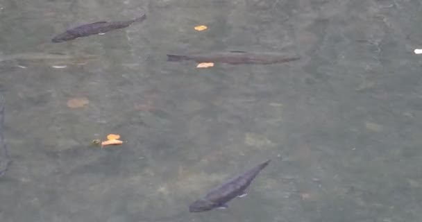 Fish farm of rainbow trout — Stock Video