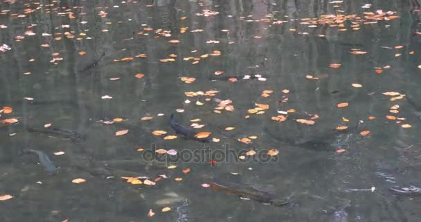 Ferma de pește de păstrăv curcubeu — Videoclip de stoc