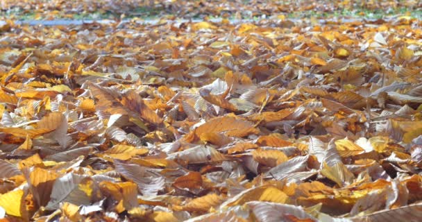 Fond abstrait de feuilles d'automne. — Video