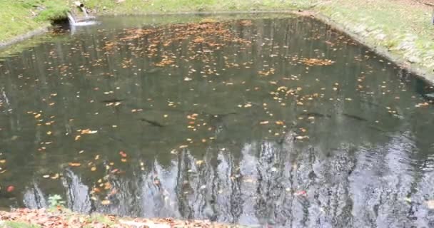 Exploração piscícola de truta arco-íris — Vídeo de Stock