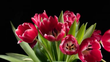 Parlak kırmızı lale çiçek buketi