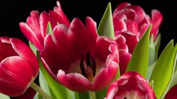 Bukett av ljusa röda tulpaner blommar — Stockvideo