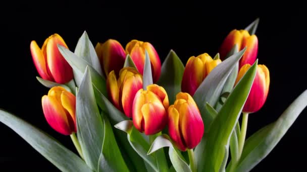 Ramo de tulipanes de color amarillo-rojo brillante florece — Vídeos de Stock