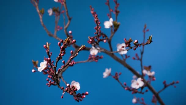Spring sakura pink flower blossoming branch — Stock Video