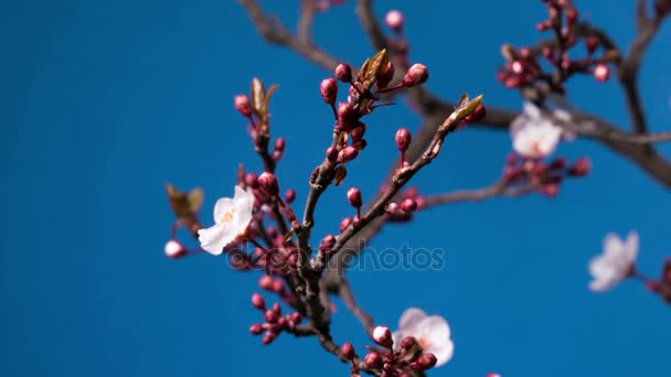 Spring sakura pink flower blossoming branch — Stock Video