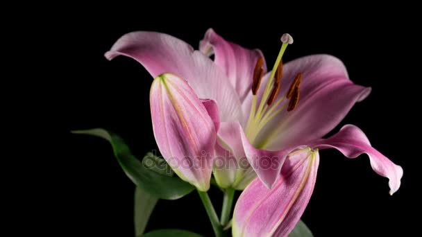 Çiçek açması pembe lily — Stok video