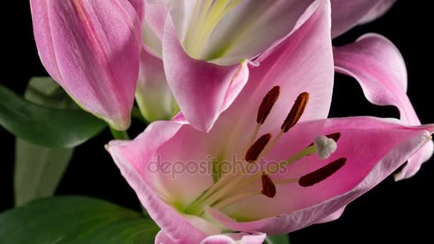 Lys rose en fleurs 