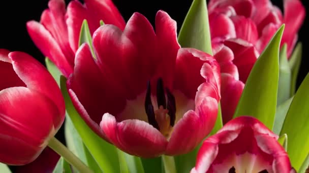 Bouquet of bright red tulips blooms — Stock Video