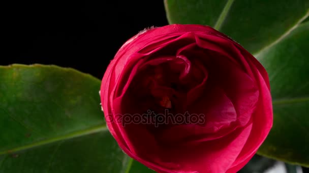 Japanese camellia flower blooming — Stock Video