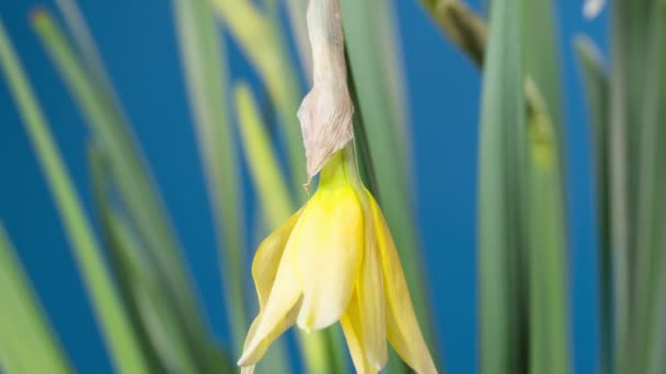 Flor de primavera - narciso floreciente — Vídeos de Stock