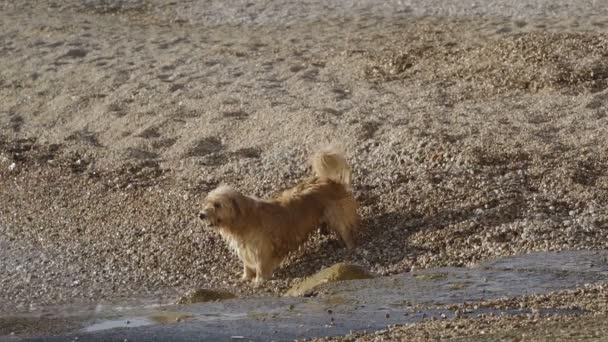 Dalgalar kabuk ve su sıçramalarına ısırmaya çalışıyor komik köpek — Stok video