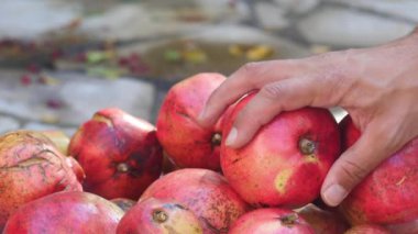 hasat sırasında kırmızı nar