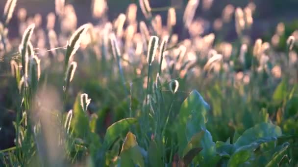 Hierbas silvestres al atardecer en el viento — Vídeos de Stock