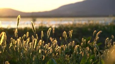 Rüzgar üzerinde gün batımında yabani otlar