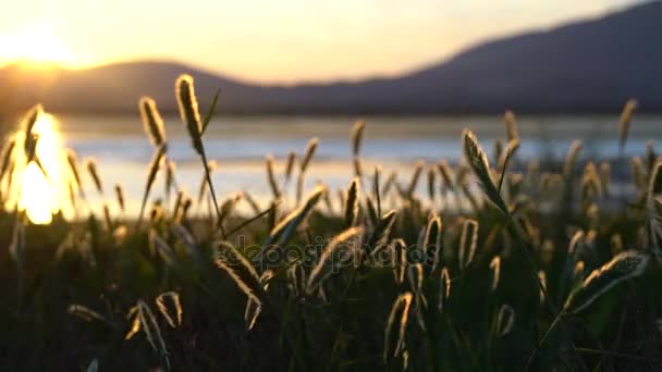 Gramíneas selvagens ao pôr do sol no vento — Vídeo de Stock