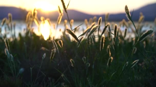 Vilda gräs vid solnedgången på vinden — Stockvideo