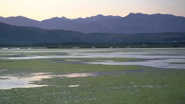 Vista de la vida silvestre en la puesta del sol — Vídeos de Stock