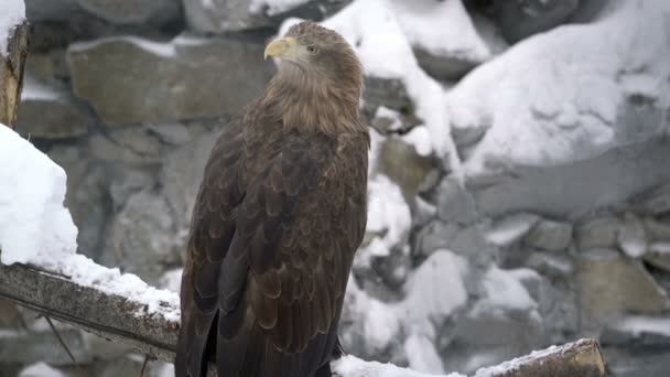 オジロワシ Haliaeetus アマオブネ — ストック動画