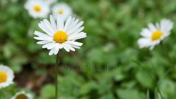 Flores de camomila selvagens em um campo em um dia ensolarado — Vídeo de Stock