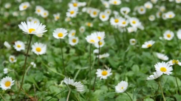 Divoký Heřmánek květiny na poli za slunečného dne — Stock video