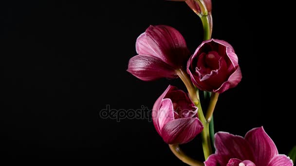Cymbidium fleurs d'orchidée avec des feuilles isolées sur fond noir — Video